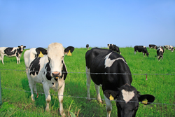 酪農生産者と獣医さんの連携